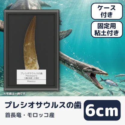 プレシオサウルス 歯 化石 首長竜 本物 モロッコ産 ケース付き (約60mm) (main)