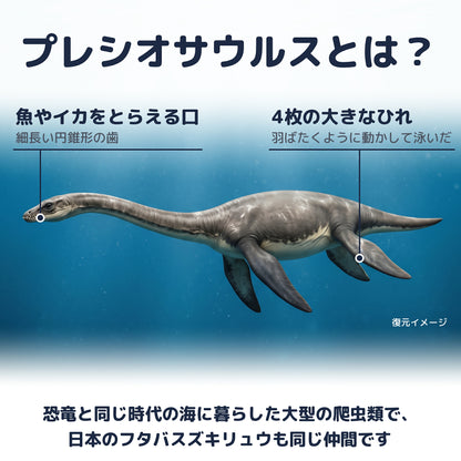 プレシオサウルス 歯 化石 首長竜 本物 モロッコ産 ケース付き (約60mm) (sub1)