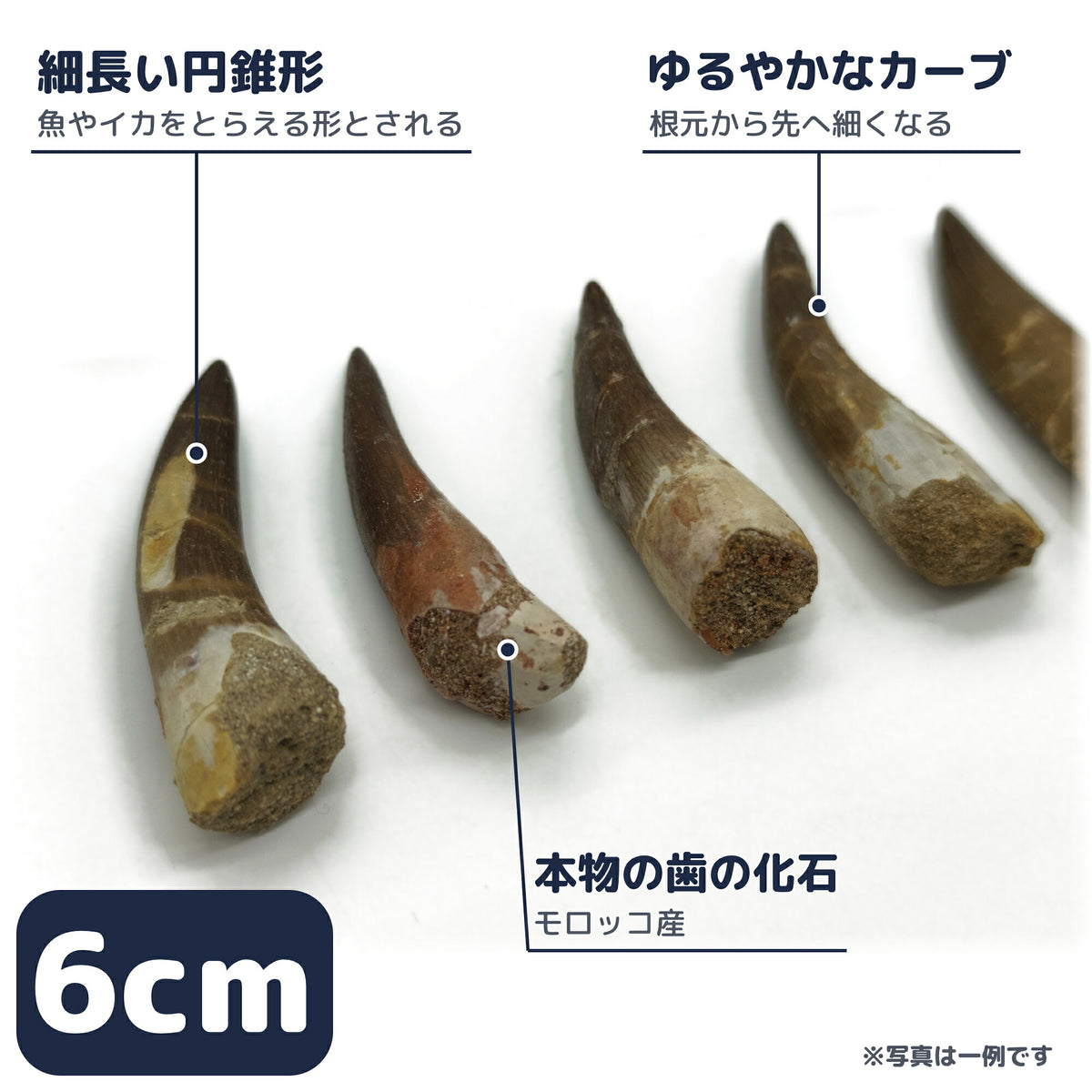 プレシオサウルス 歯 化石 首長竜 本物 モロッコ産 ケース付き (約60mm) (sub3)