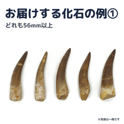 プレシオサウルス 歯 化石 首長竜 本物 モロッコ産 ケース付き (約60mm) (sub4)