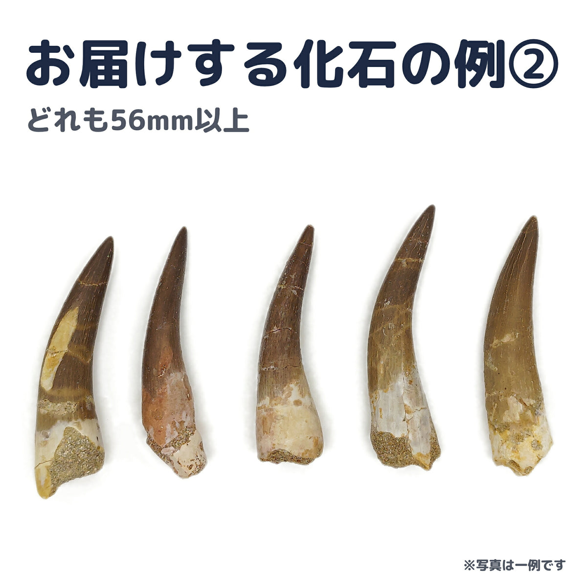 プレシオサウルス 歯 化石 首長竜 本物 モロッコ産 ケース付き (約60mm) (sub5)