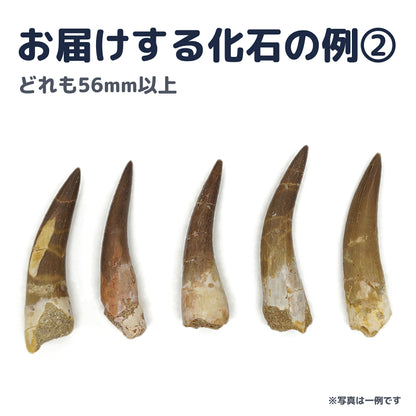 プレシオサウルス 歯 化石 首長竜 本物 モロッコ産 ケース付き (約60mm) (sub5)