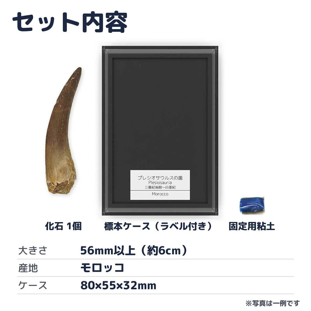 プレシオサウルス 歯 化石 首長竜 本物 モロッコ産 ケース付き (約60mm) (sub7)
